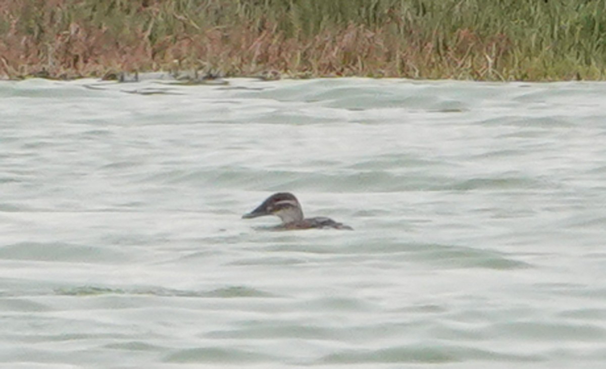 Maccoa Duck - ML658358831