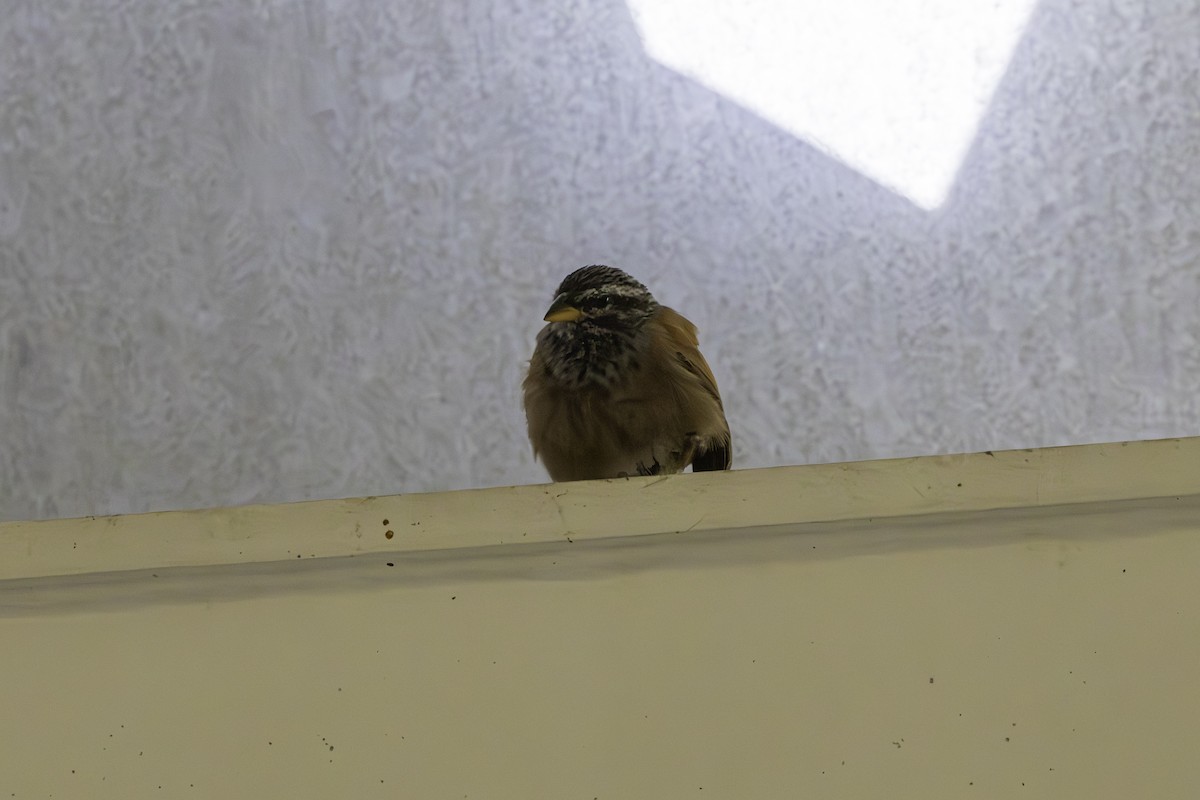 House Bunting - ML658359704