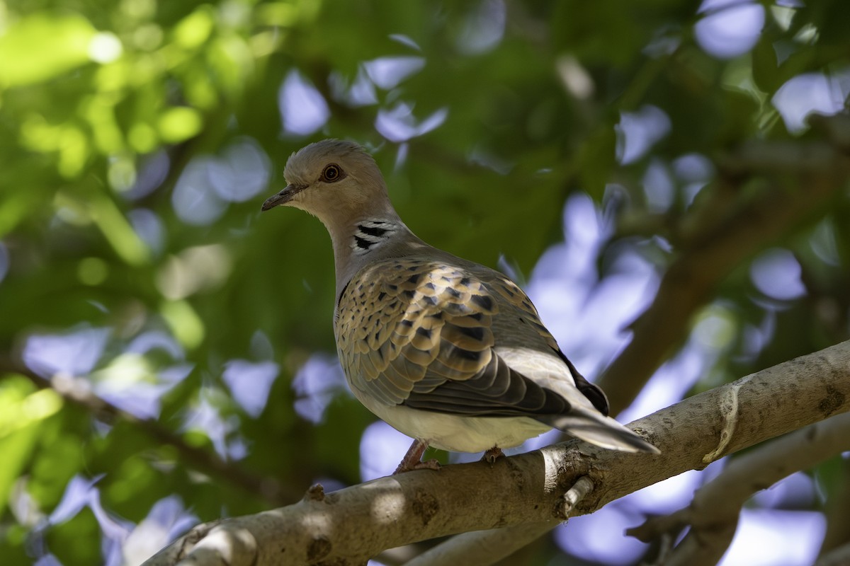 European Turtle-Dove - ML658359801