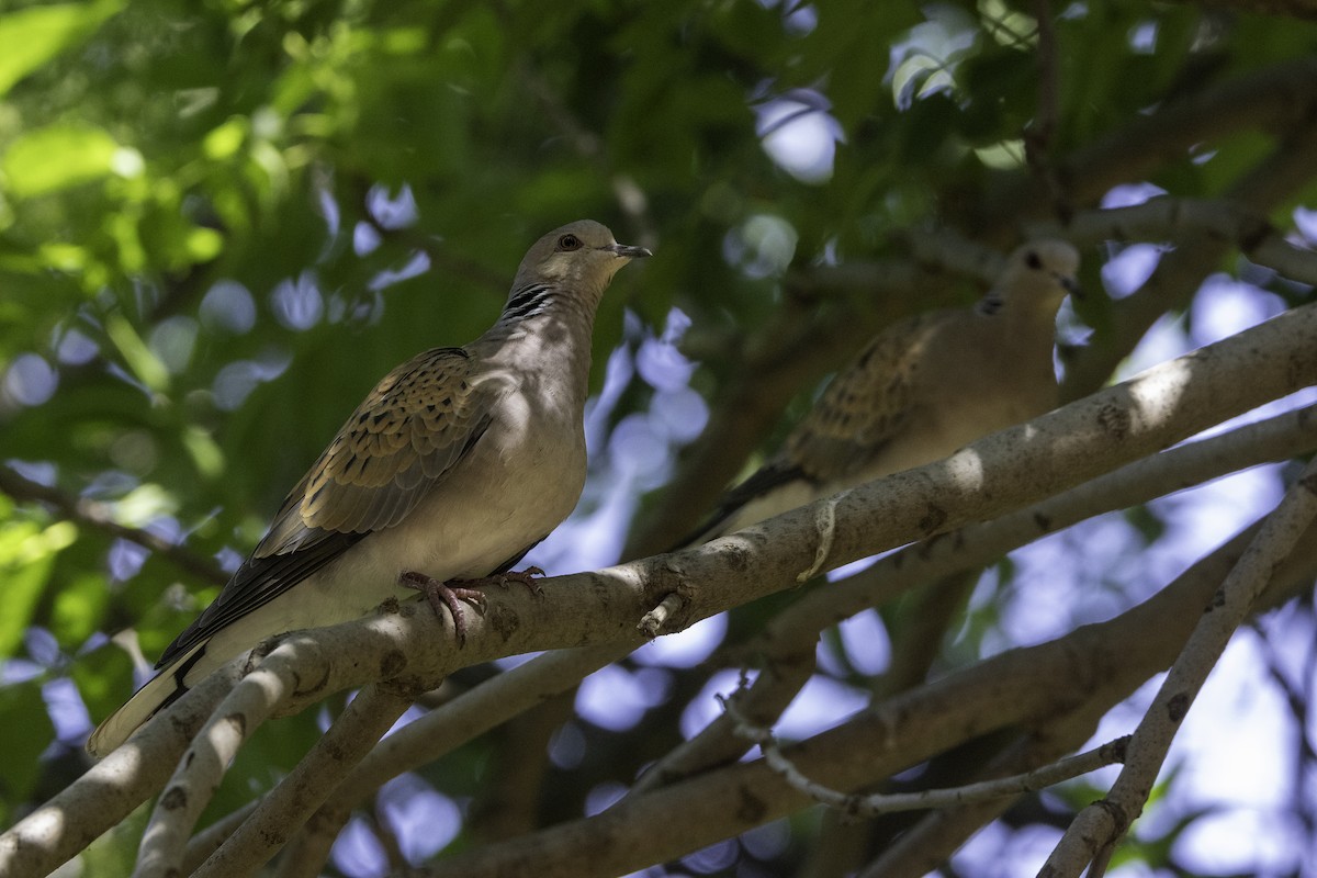 European Turtle-Dove - ML658359803