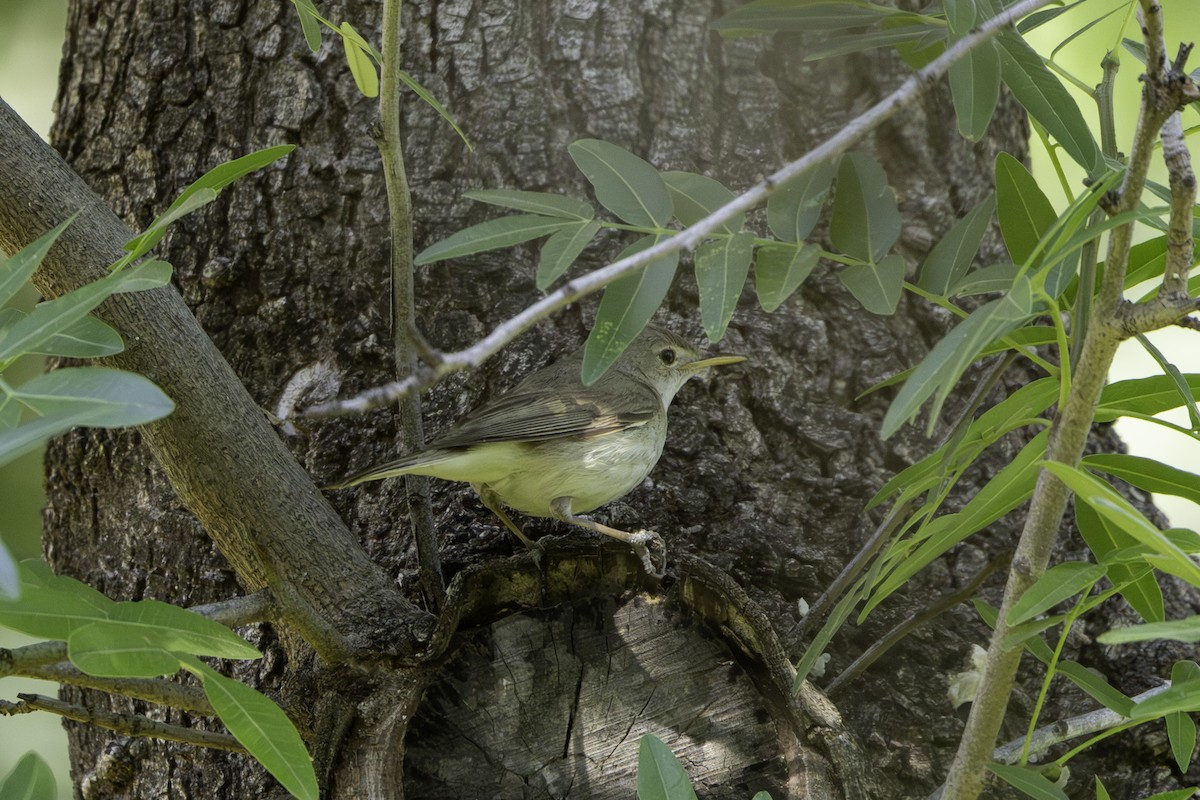 Western Olivaceous Warbler - ML658359863