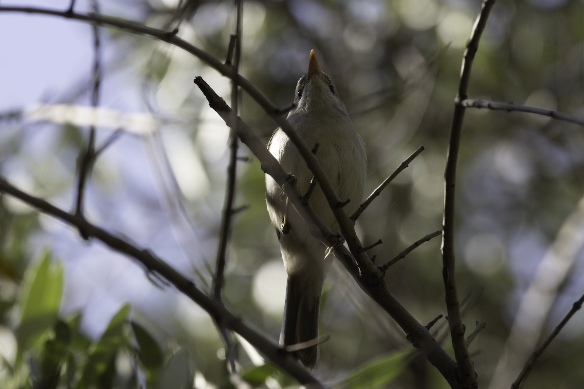 Western Olivaceous Warbler - ML658360035