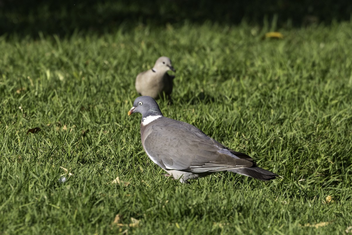 Common Wood-Pigeon - ML658360294
