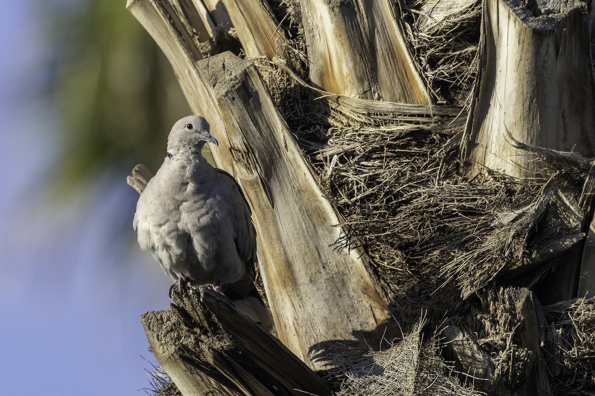 Eurasian Collared-Dove - ML658360377