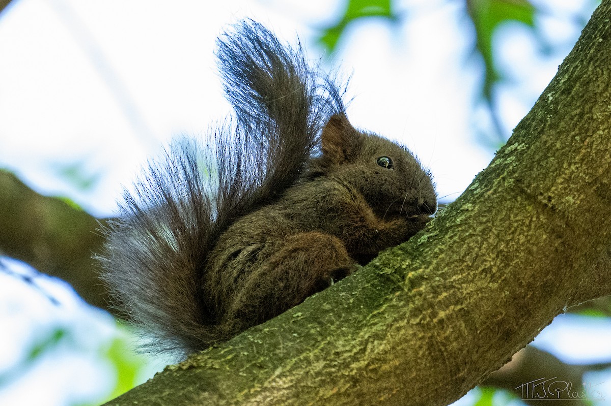 Balkan red squirrel - ML658360378