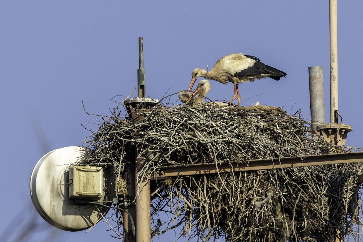 White Stork - ML658360456