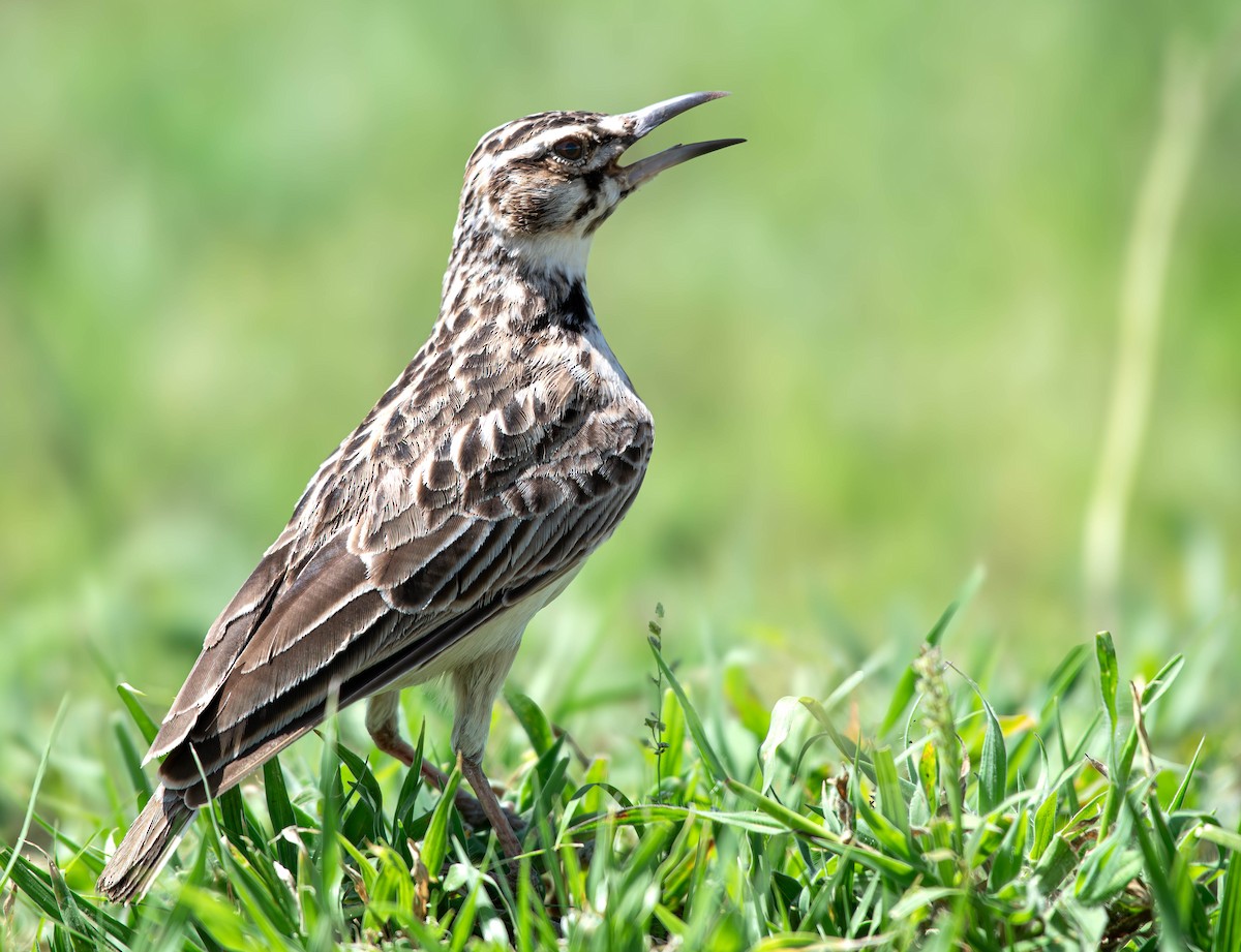 Short-tailed Lark - ML658360643