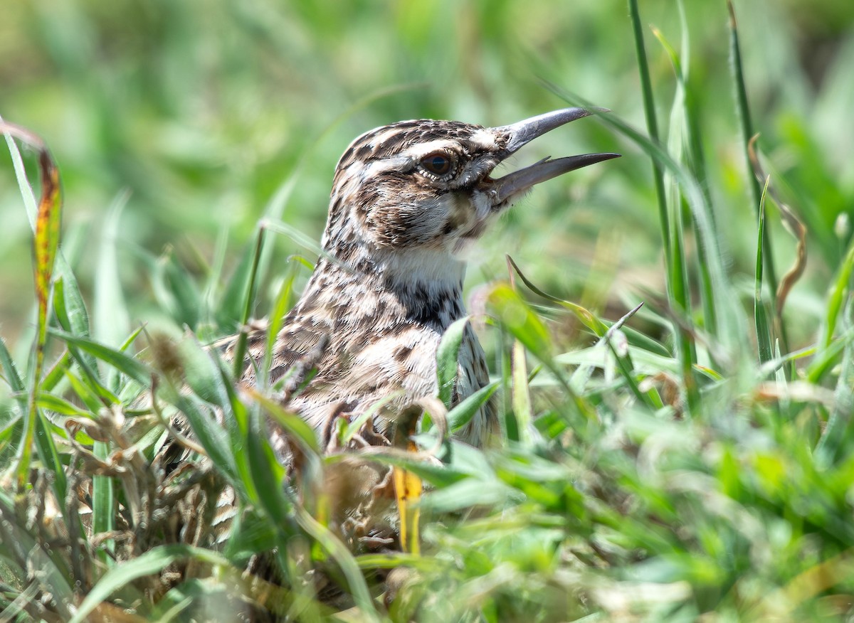 Short-tailed Lark - ML658360658