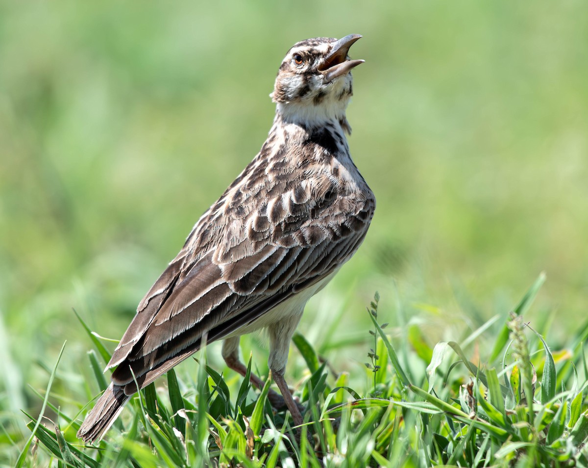 Short-tailed Lark - ML658360675