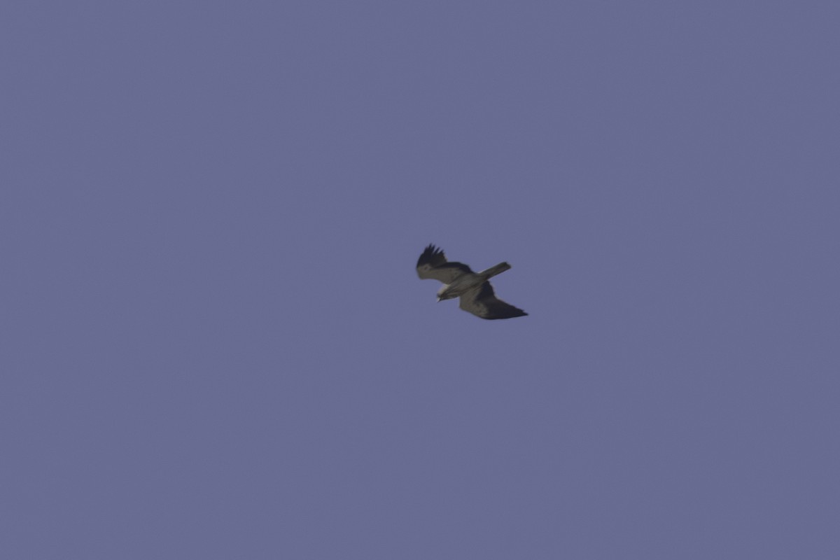 Booted Eagle - ML658360757
