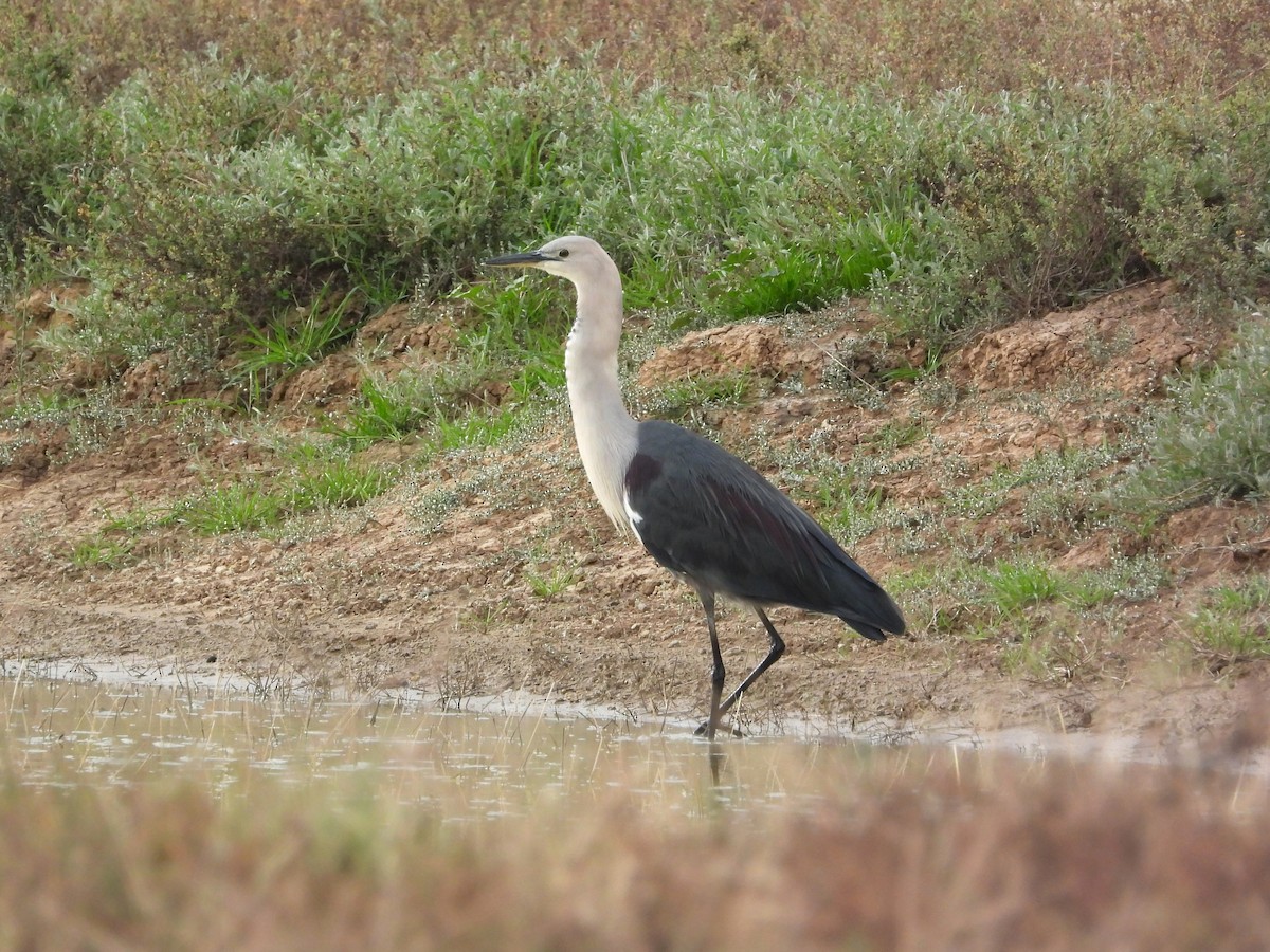 eBird Checklist - 23 May 2026 - Patho West Grassland - 9 species