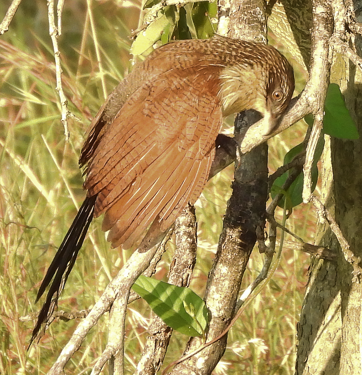 Burchell's Coucal - ML658362455