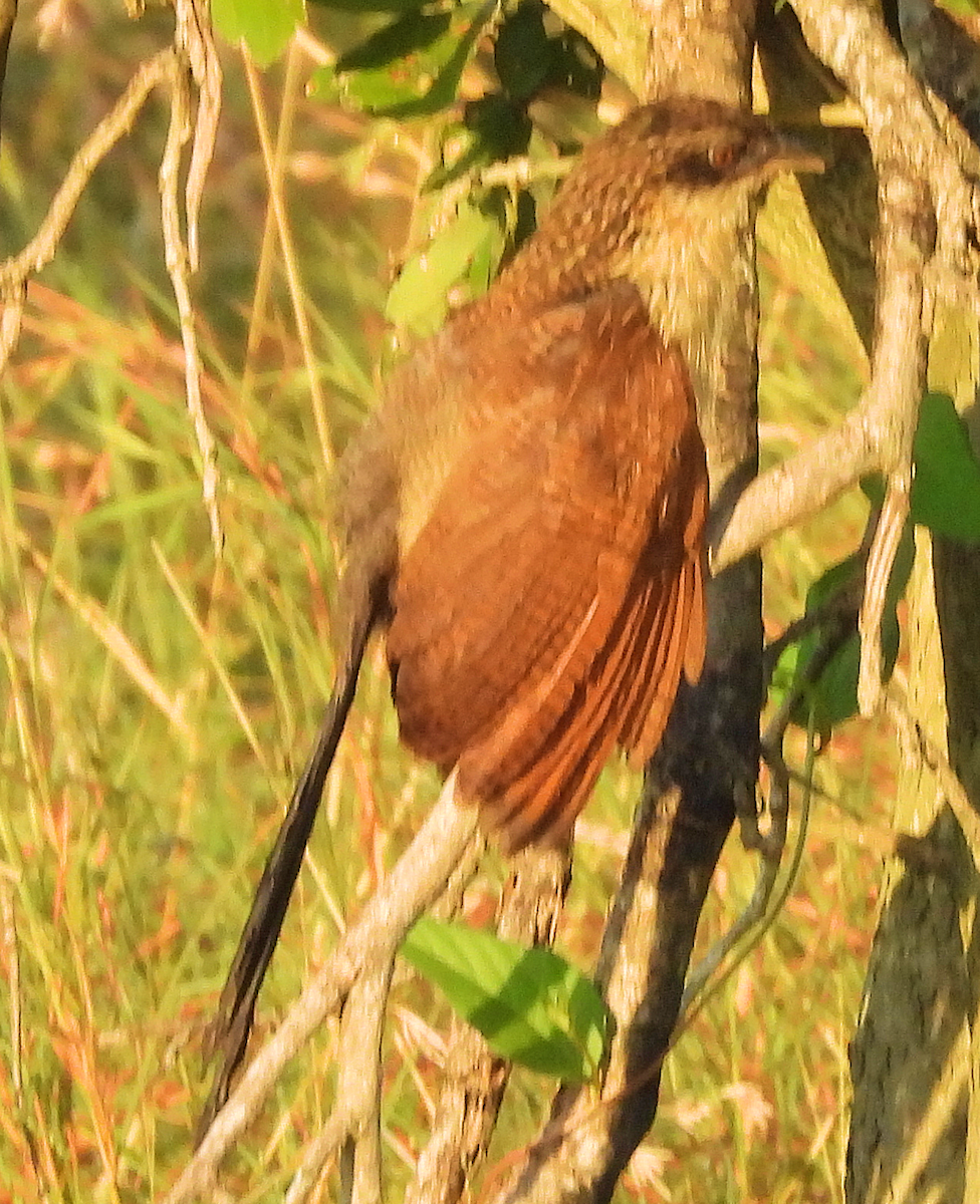 Burchell's Coucal - ML658362456