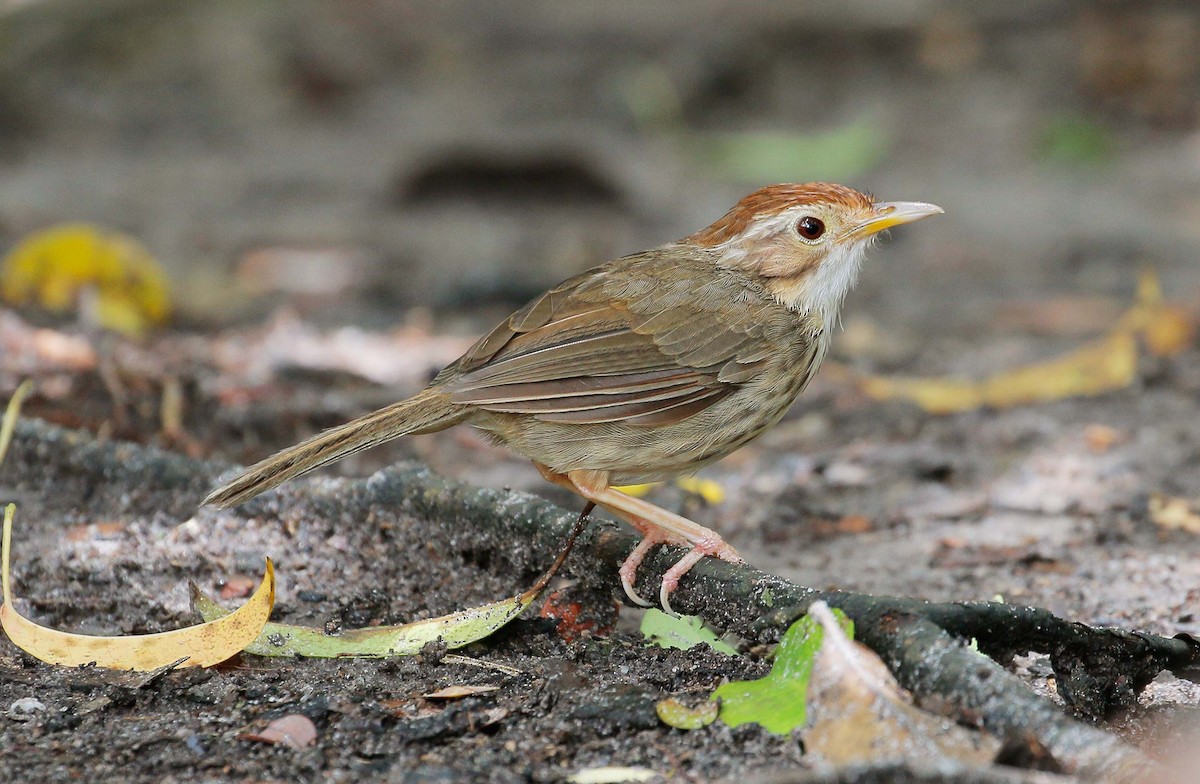 Puff-throated Babbler - Neoh Hor Kee