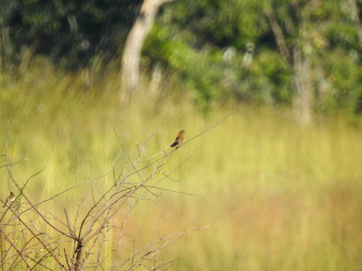 Fan-tailed Grassbird - ML658363978