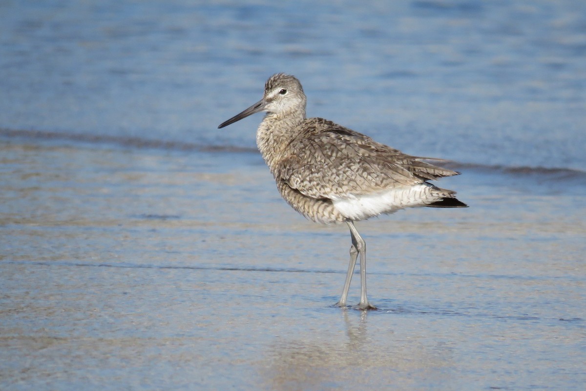 Willet (Western) - ML65836431