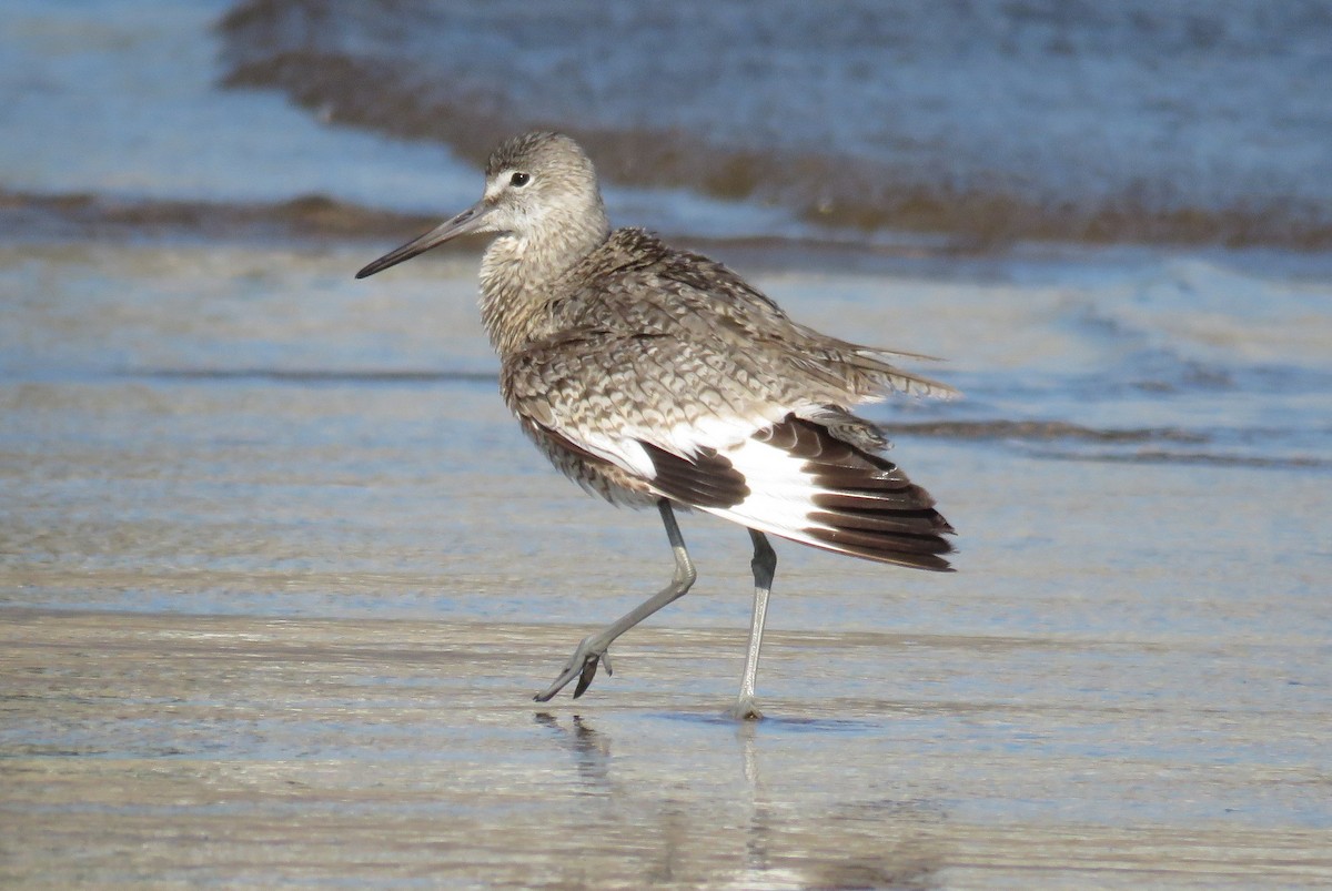 Willet (Western) - ML65836441