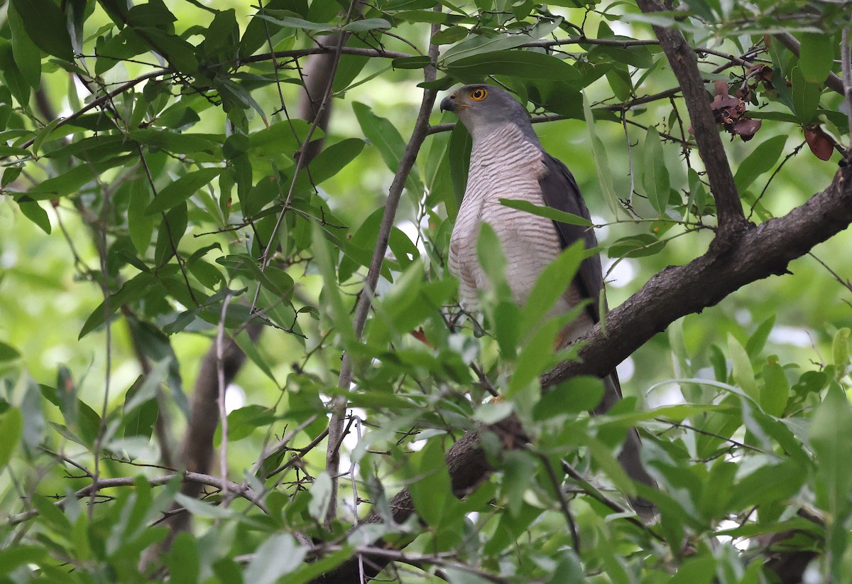 African Goshawk - ML658364509