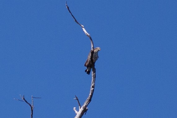 Oriental Honey-buzzard - ML65836451