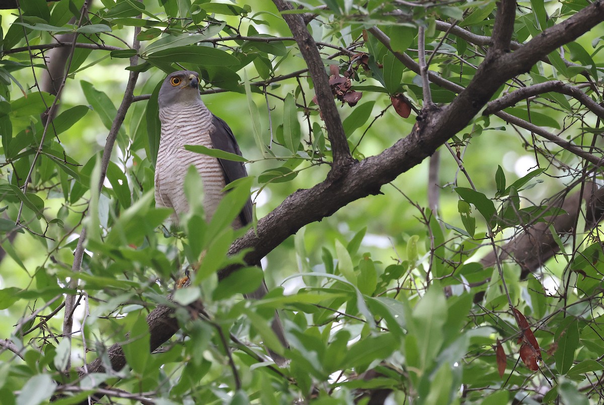 African Goshawk - ML658364513
