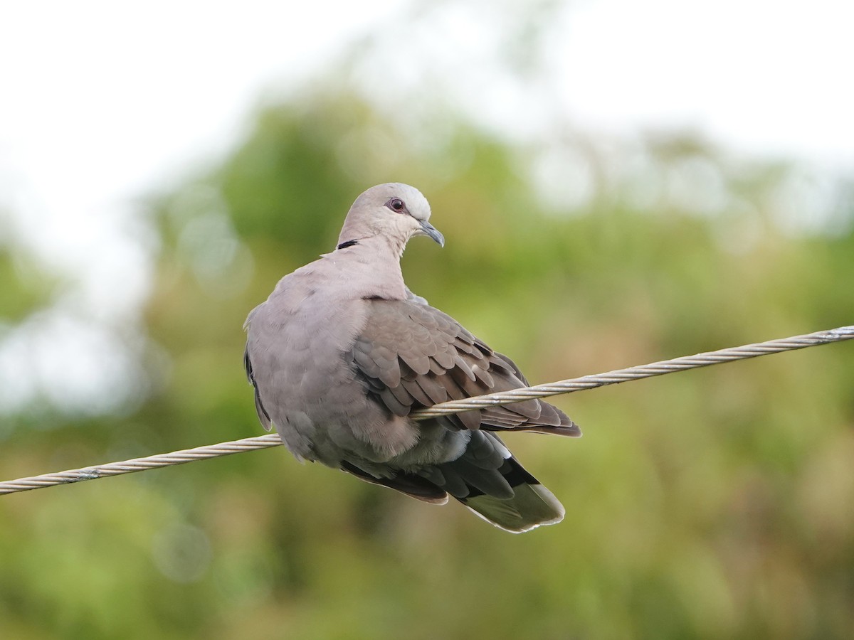 Red-eyed Dove - ML658367007