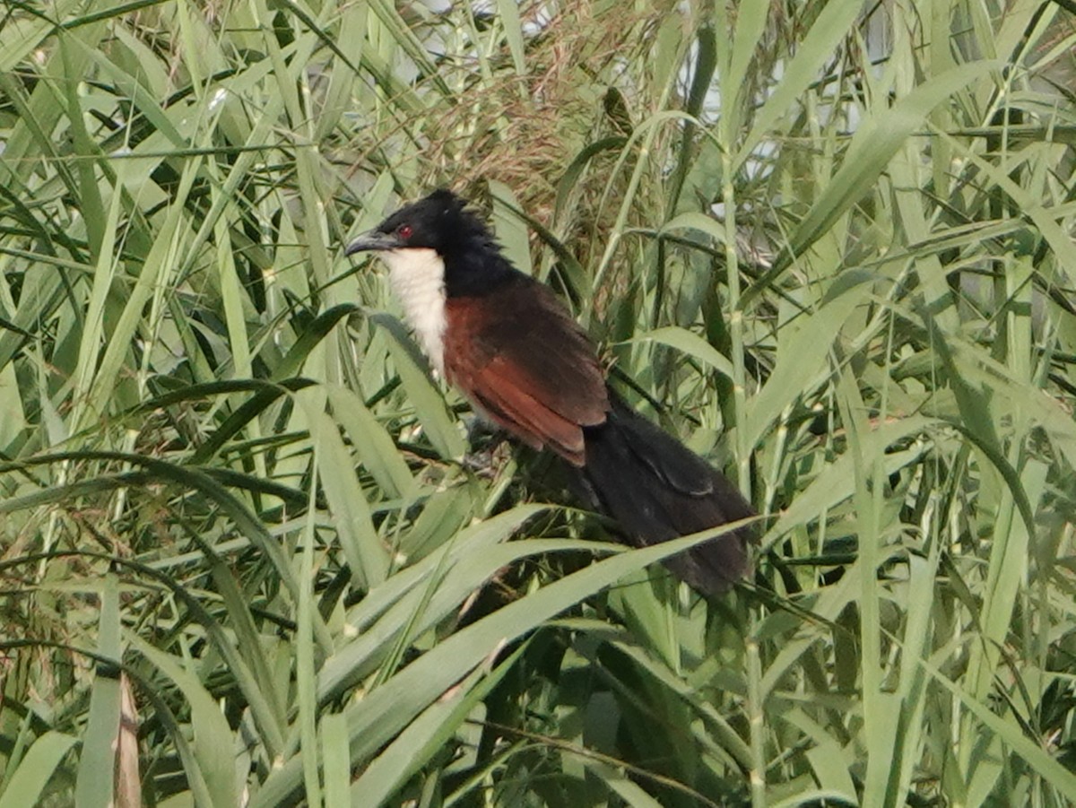 Blue-headed Coucal - ML658367017