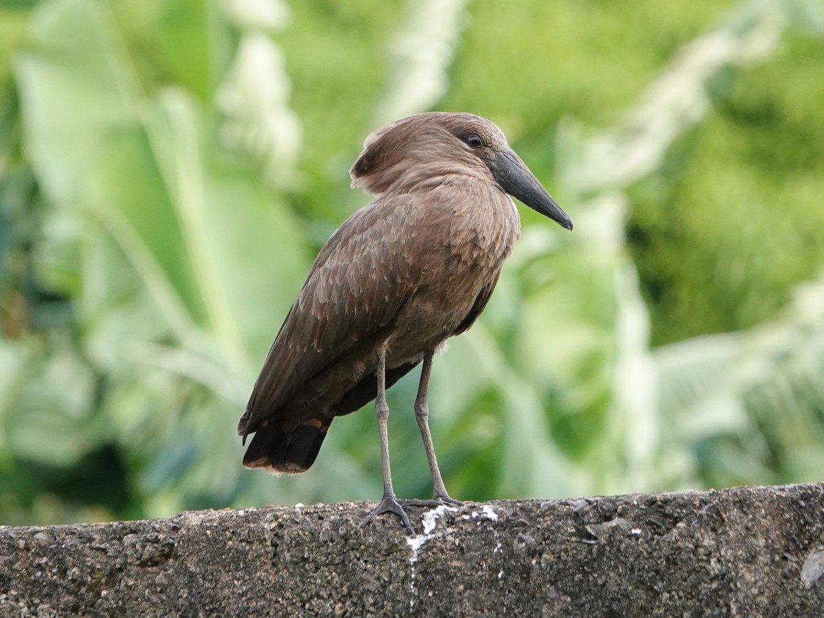 Hamerkop - ML658367039