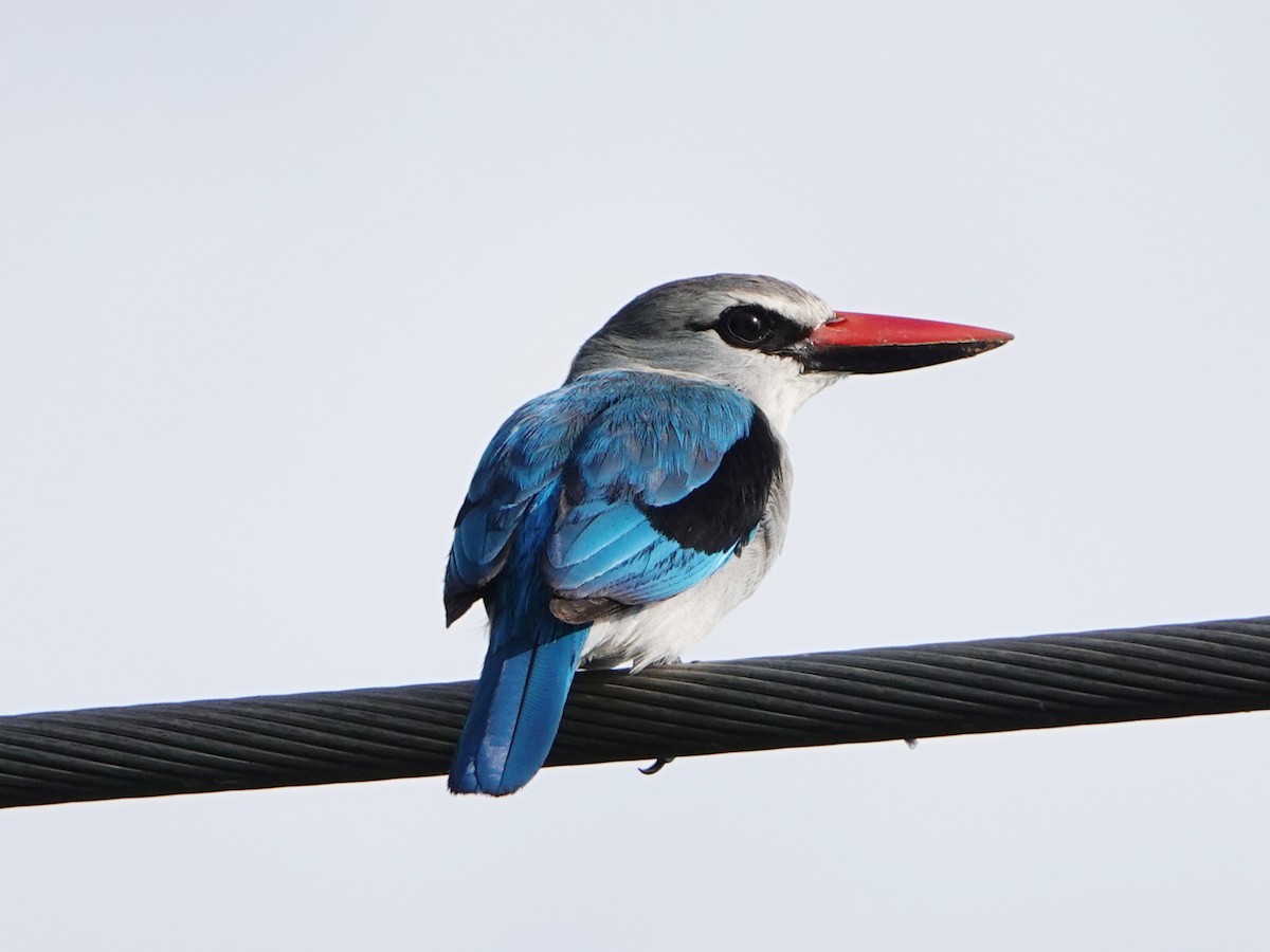 Woodland Kingfisher - ML658367047