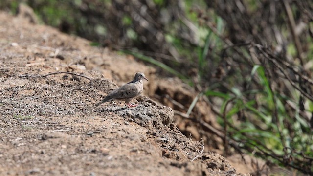 Sperlingstäubchen - ML658367060