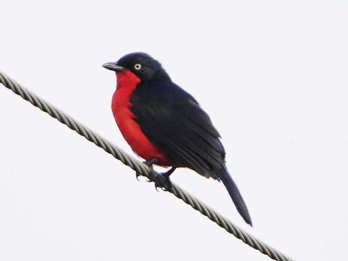 Black-headed Gonolek - ML658367063
