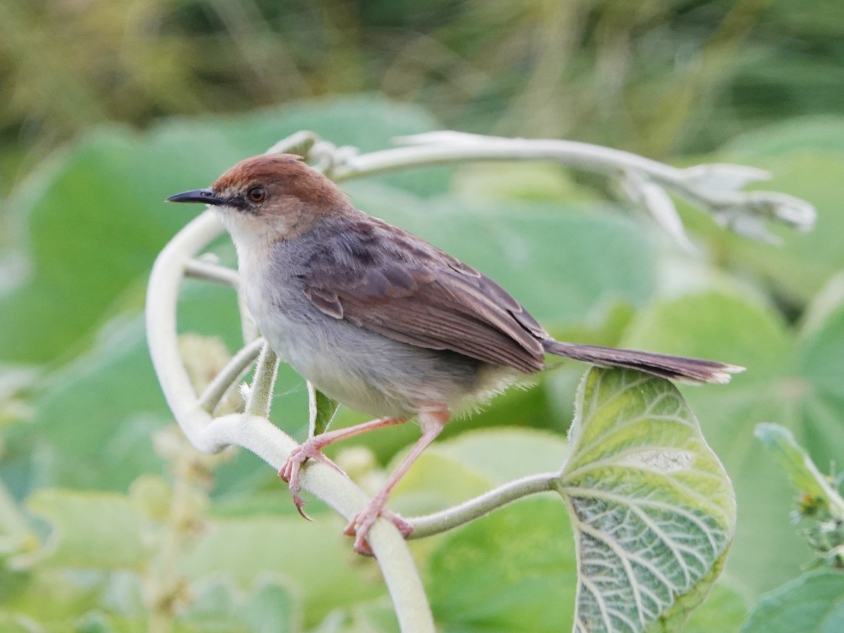 Carruthers's Cisticola - ML658367081