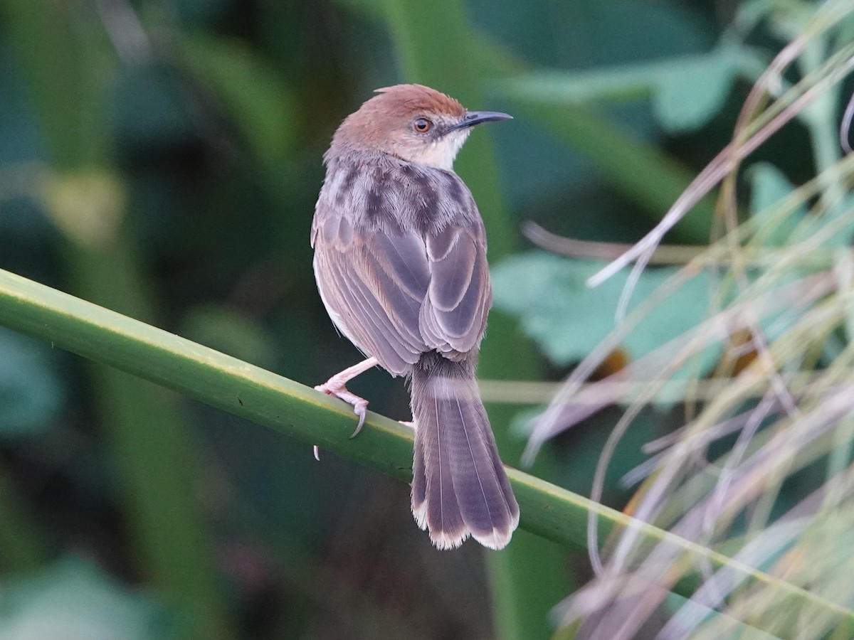 Carruthers's Cisticola - ML658367082
