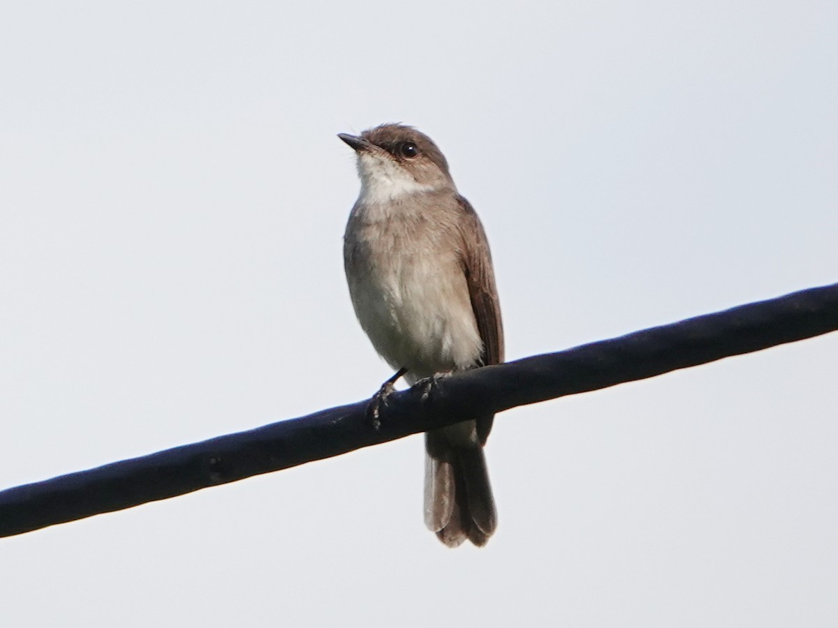 Swamp Flycatcher - ML658367103