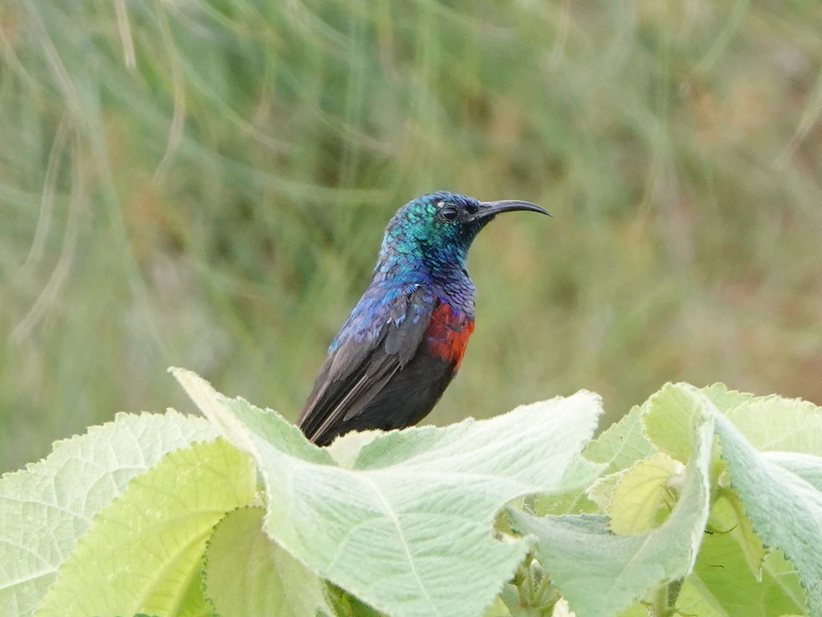 Red-chested Sunbird - ML658367123