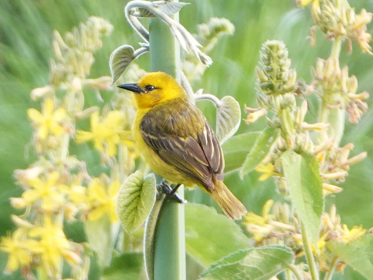 Slender-billed Weaver - ML658367159