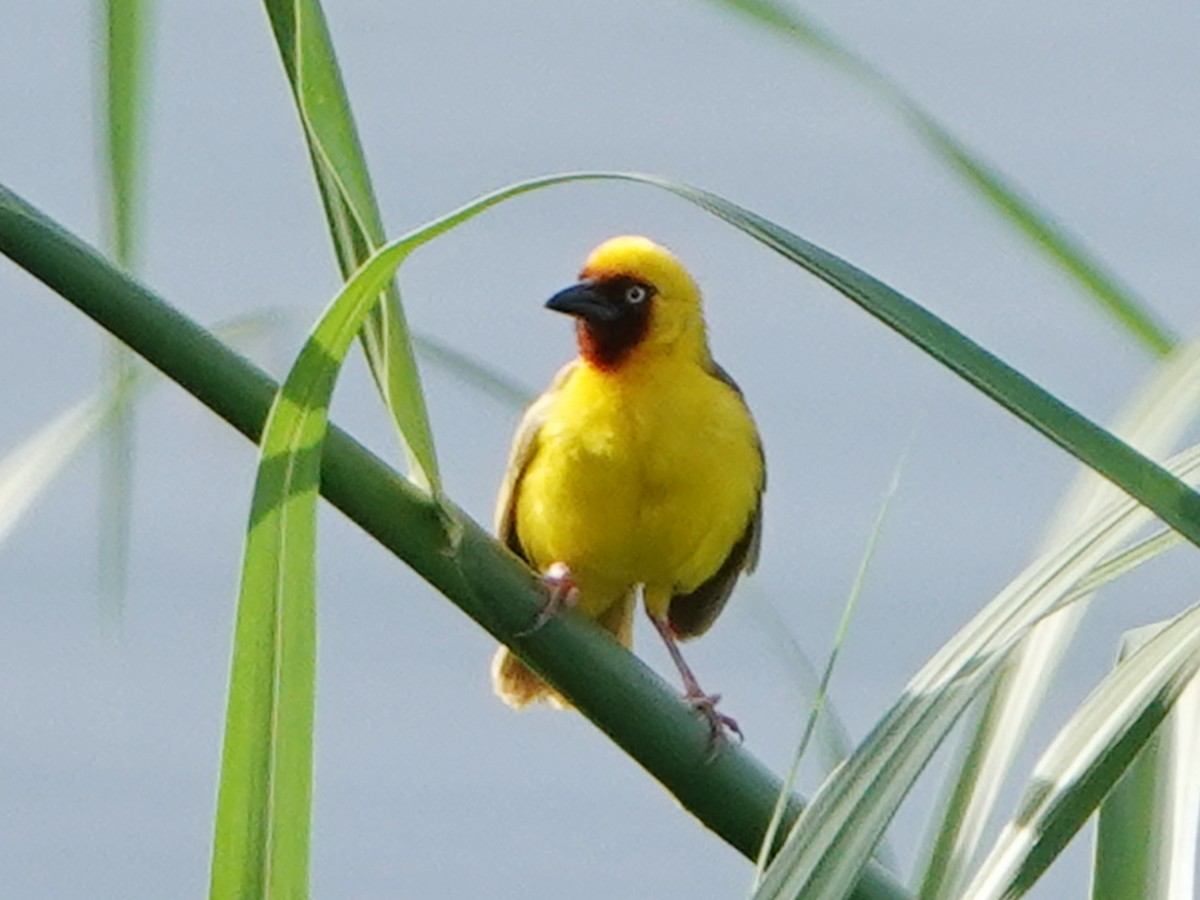 Northern Brown-throated Weaver - ML658367184
