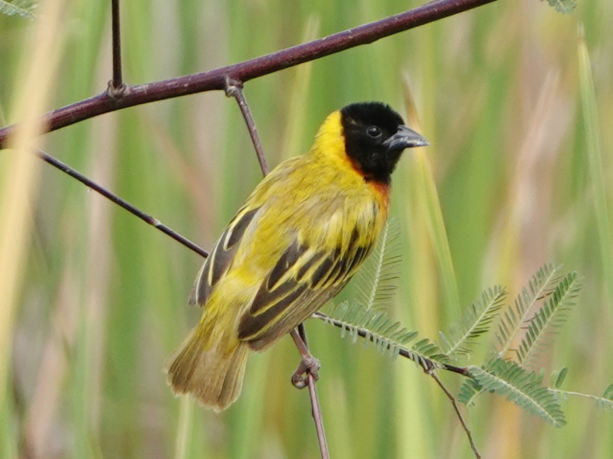 Black-headed Weaver - ML658367223