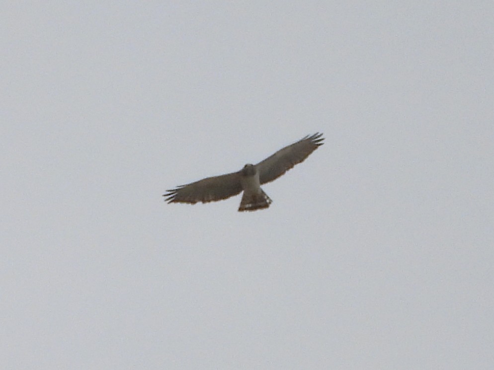 Short-tailed Hawk - ML658367601