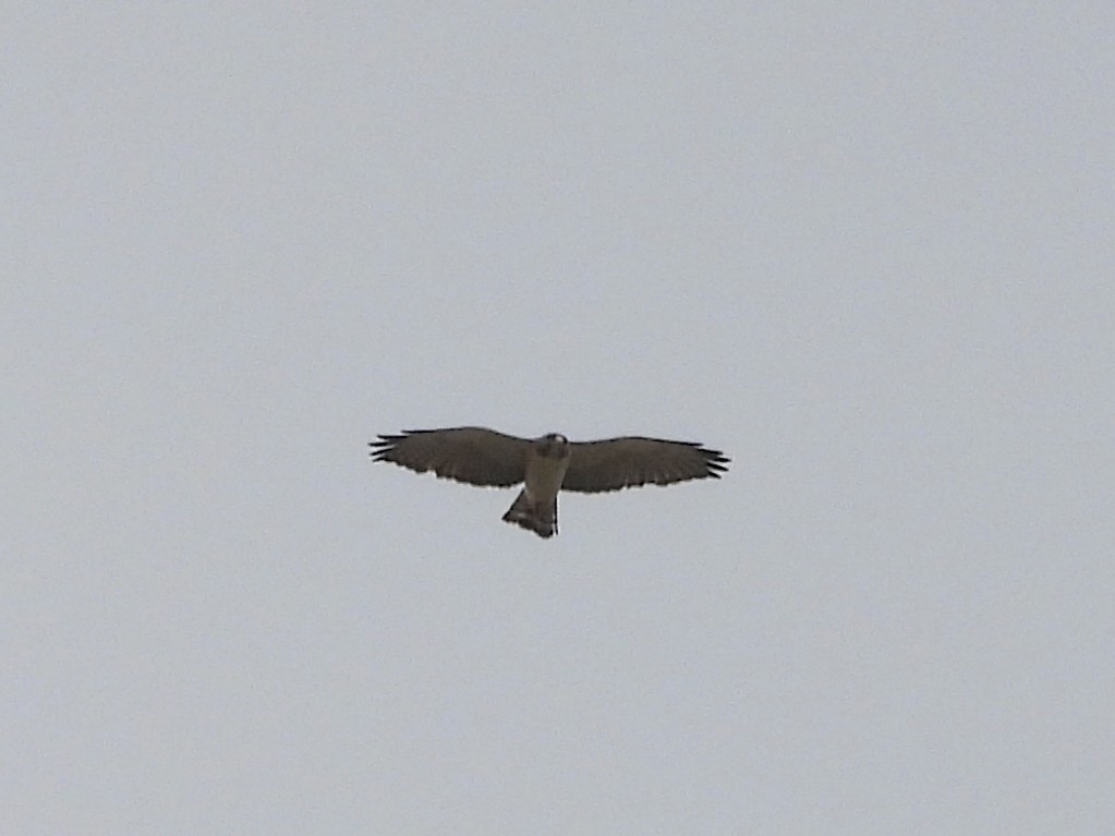 Short-tailed Hawk - ML658367602