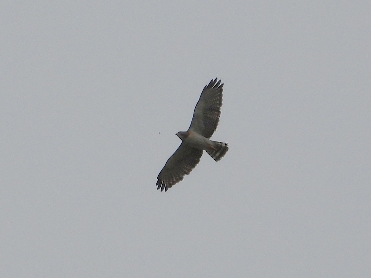 Short-tailed Hawk - ML658367603