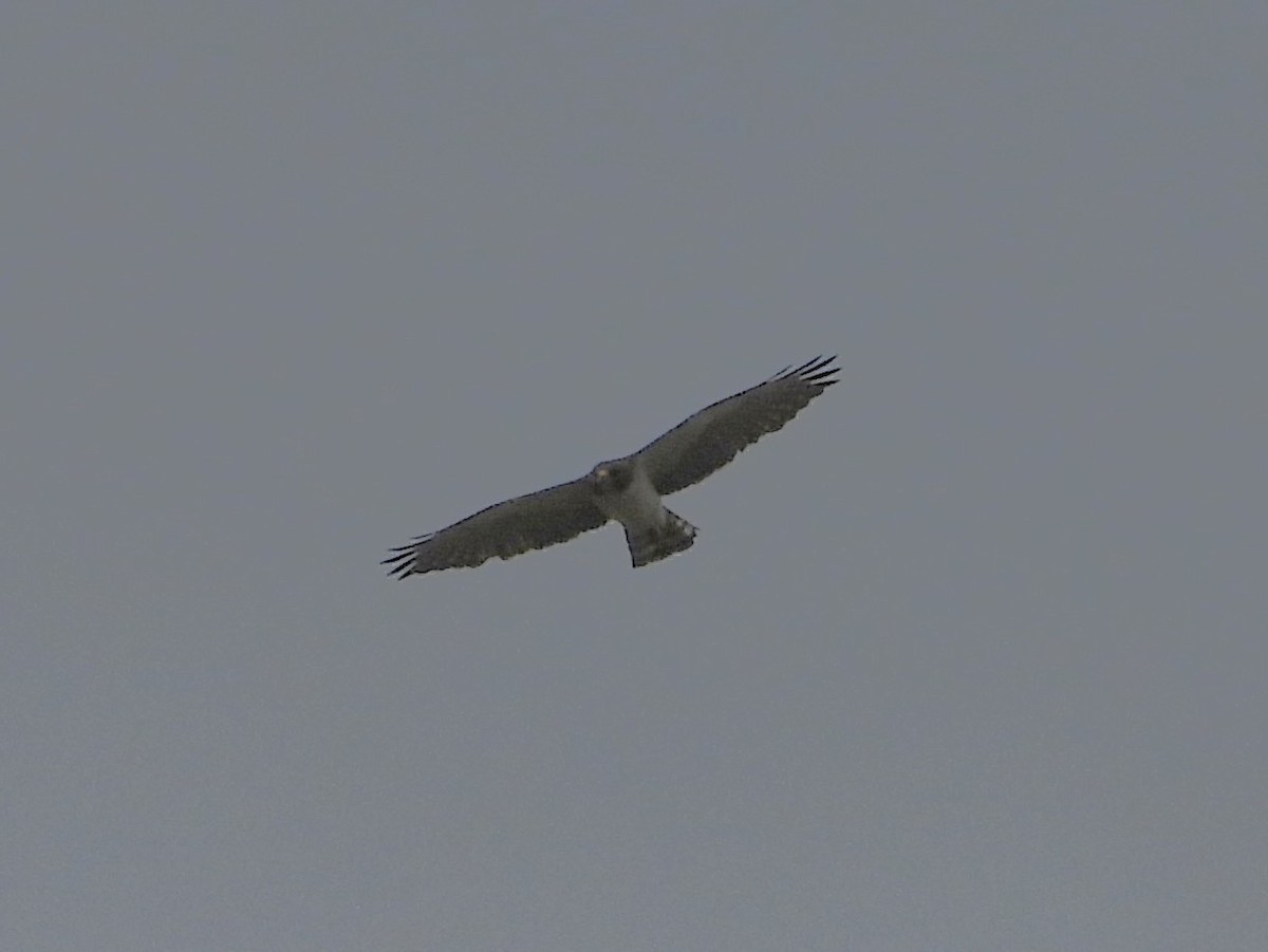 Short-tailed Hawk - ML658367604