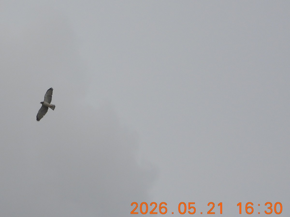 Short-tailed Hawk - ML658367606