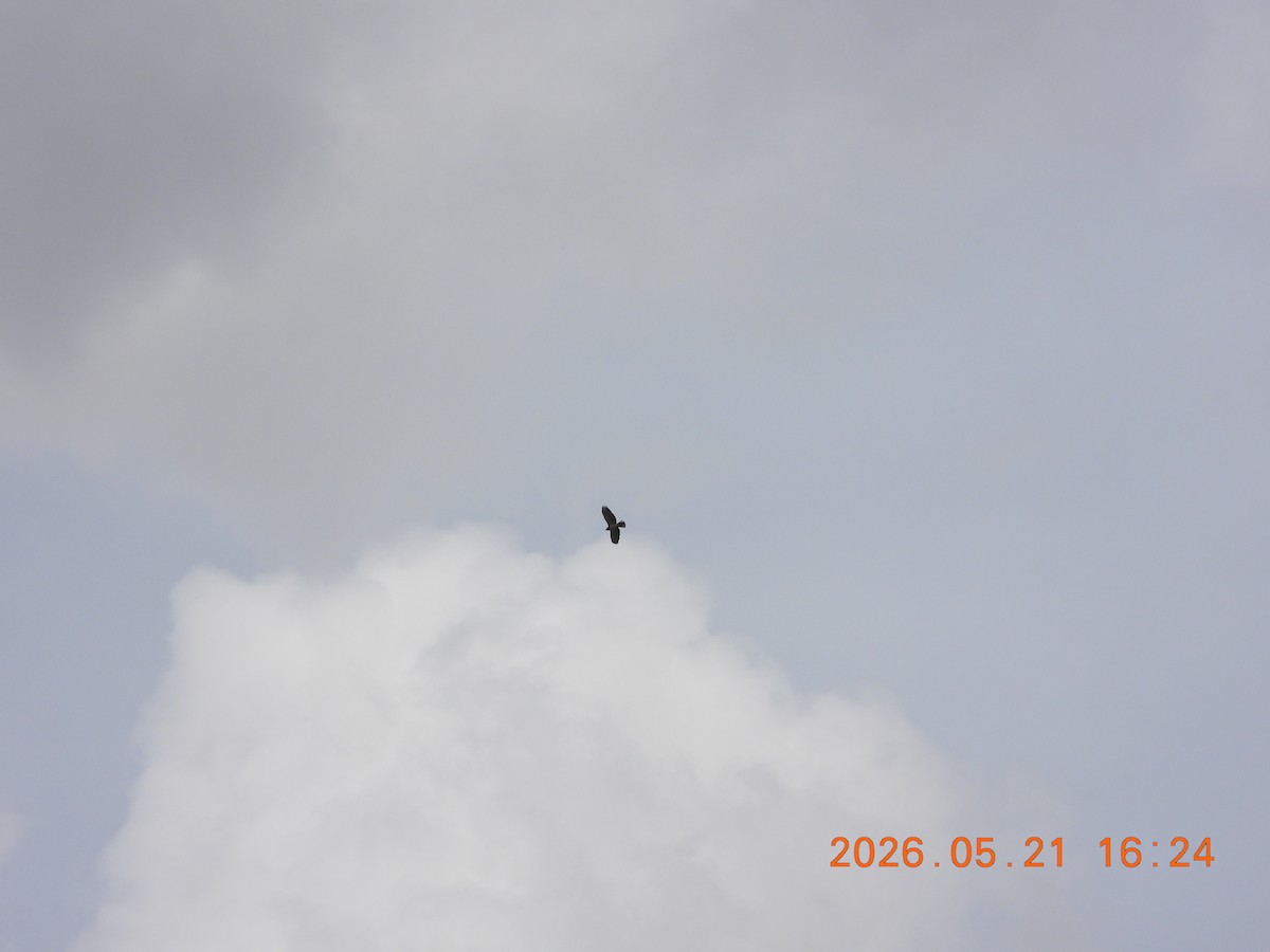 Short-tailed Hawk - ML658367609