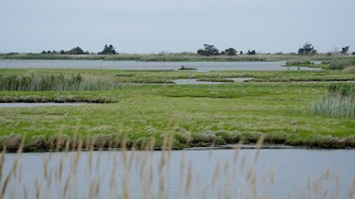Edwin B. Forsythe NWR--Wildlife Drive (8-mile auto tour loop only