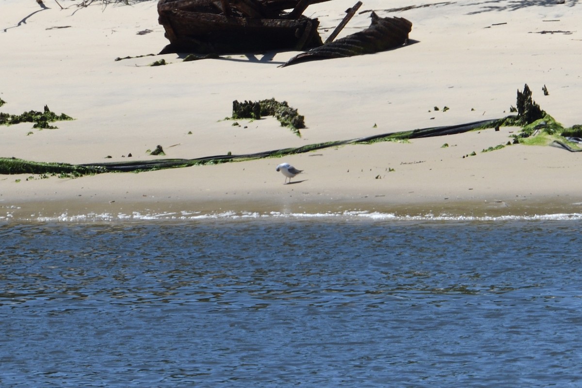 Gaviota de Bonaparte - ML658371578