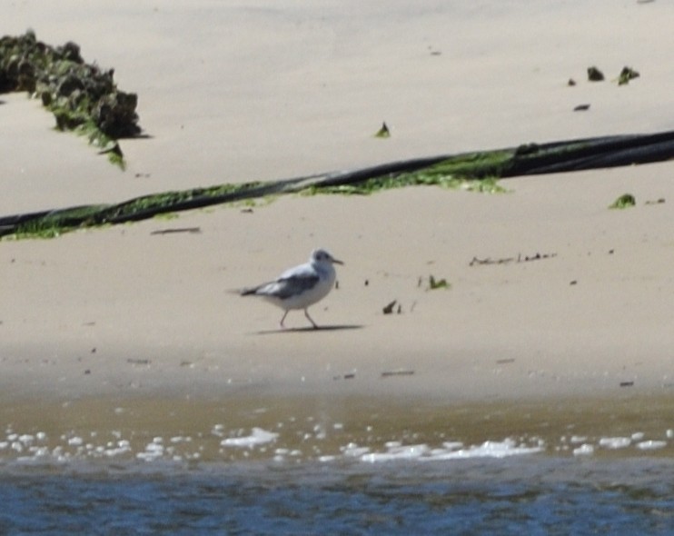 Gaviota de Bonaparte - ML658371579
