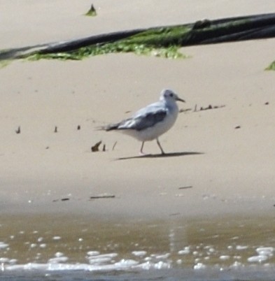 Gaviota de Bonaparte - ML658371580