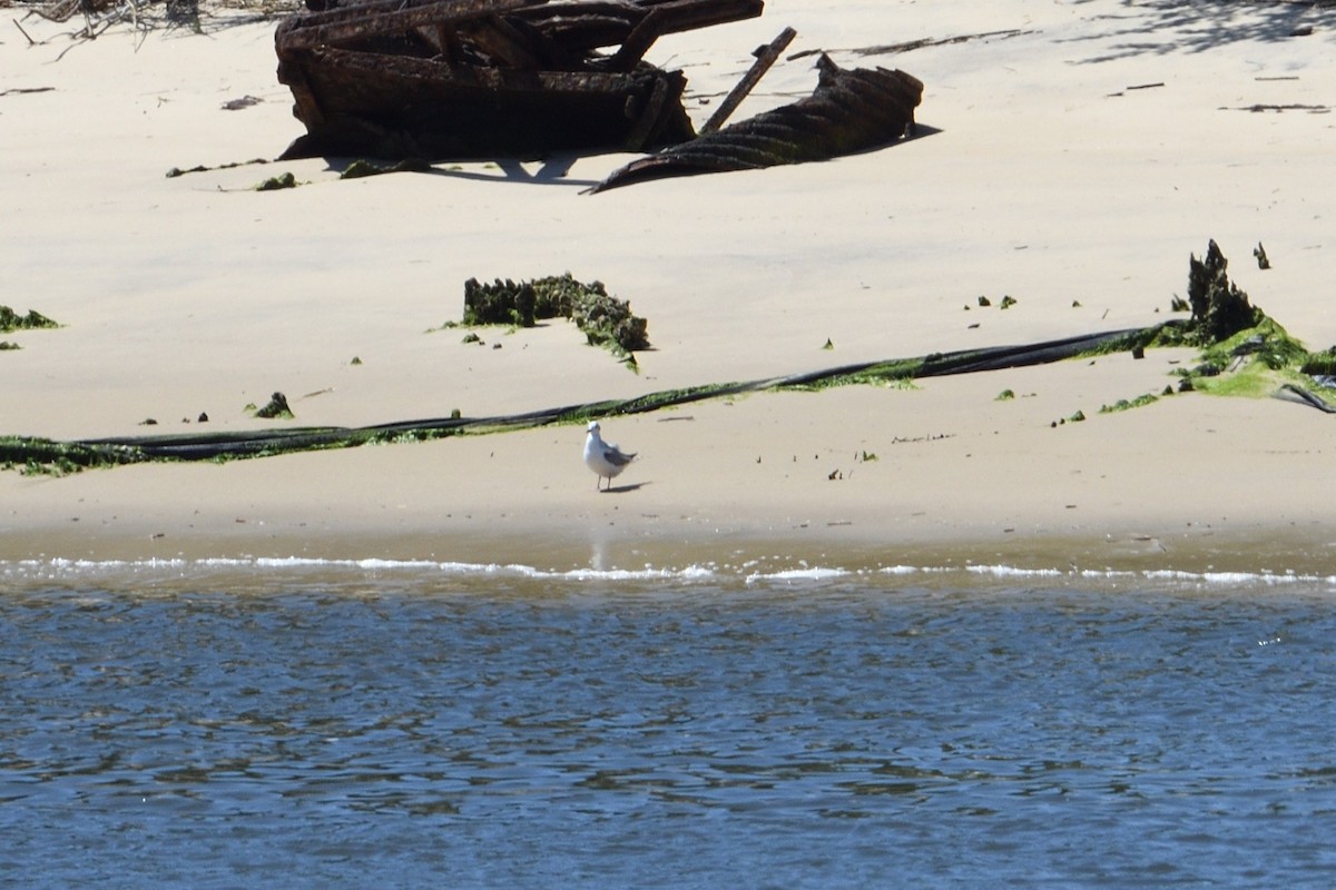 Gaviota de Bonaparte - ML658371582