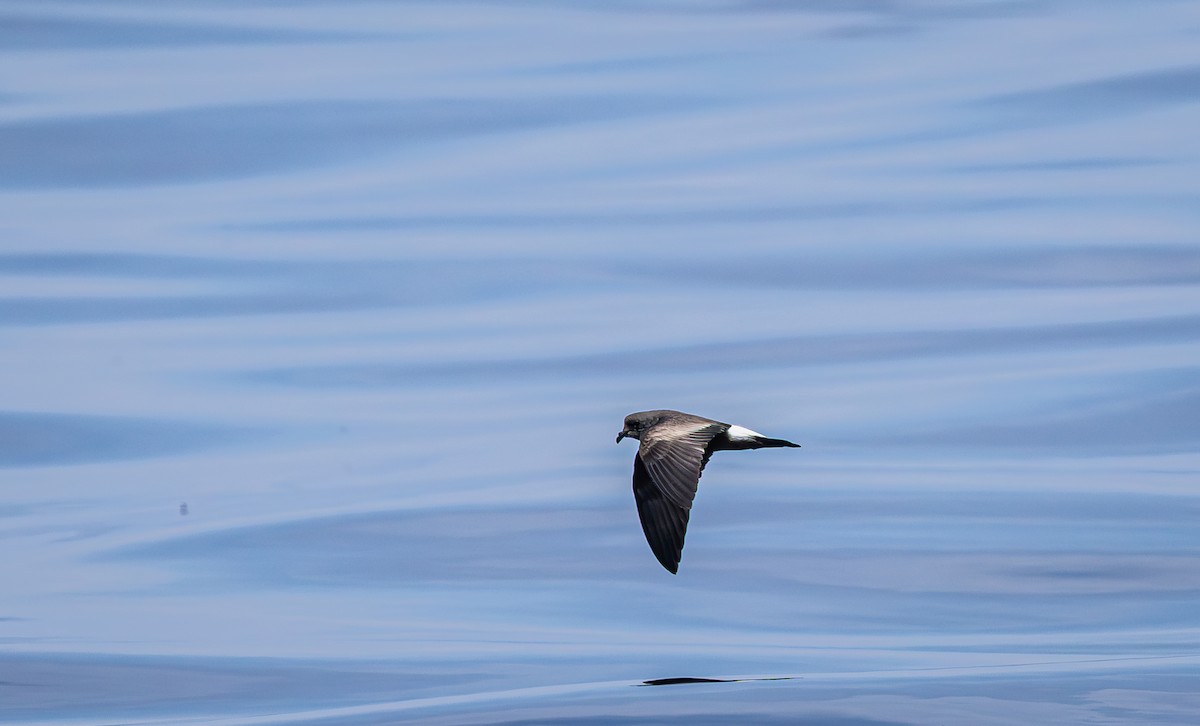 Paíño de Galápagos - ML658372379