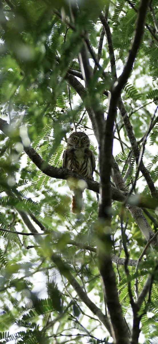 Ferruginous Pygmy-Owl - ML658372716